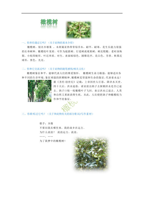 橄榄树