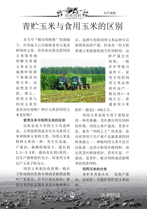青贮玉米与食用玉米的区别