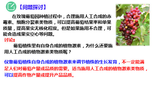 高中生物新教材选择性必修一第五章第三节植物生长调节剂的应用