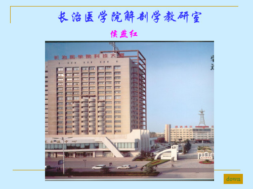 淋巴系统 PPT课件