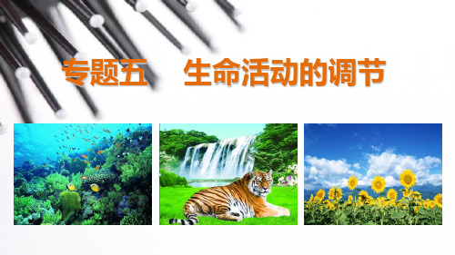 【步步高】届高考生物(全国通用)二轮专题突破专题五 生命活动的调节 第1讲PPT课件