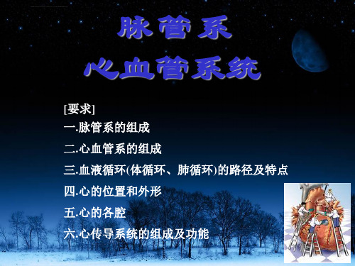 心血管系统解剖教学ppt课件