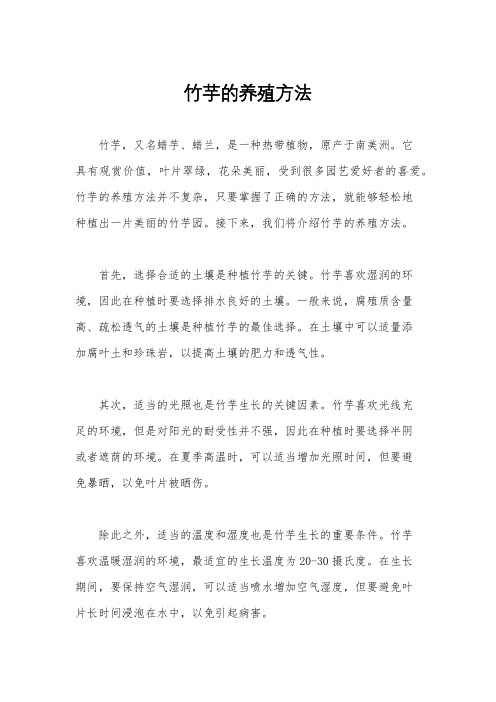 竹芋的养殖方法