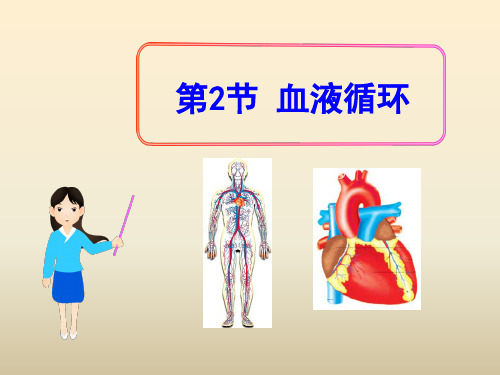 《血液循环》精美版课件