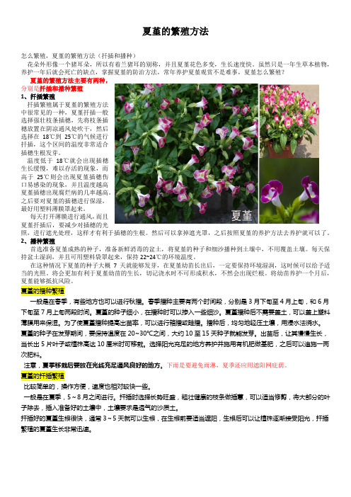 夏堇的繁殖方法