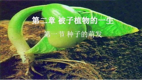 新人教版2018-2019七年级生物上册3.2.1种子的萌发(第2课时)ppt课件