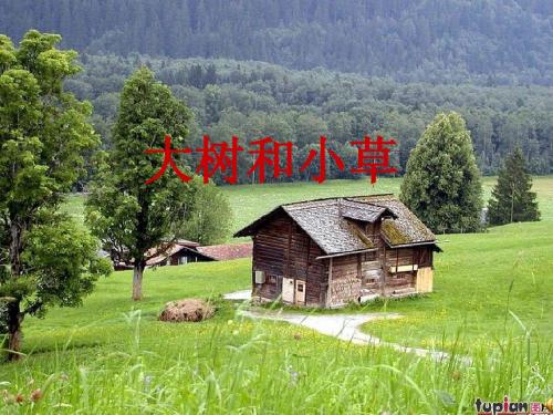3大树和小草ppt(小学)