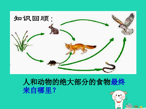人教版3.4《绿色植物是生物圈中有机物的制造者》课件(33张ppt)(优质版)