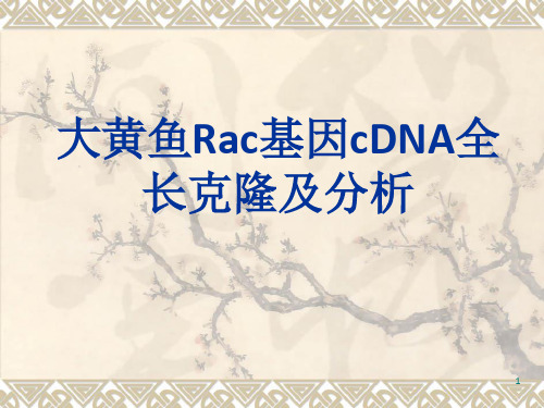 大黄鱼Rac基因cDNA全长克隆及分析PPT课件