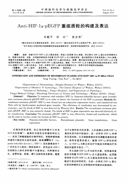 Anti-HIF-1α-pEGFP重组质粒的构建及表达
