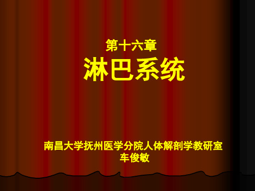 11、淋巴系统N