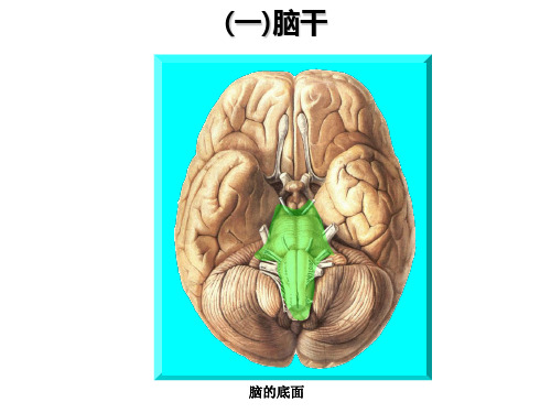 神经系统 脑干的解剖结构