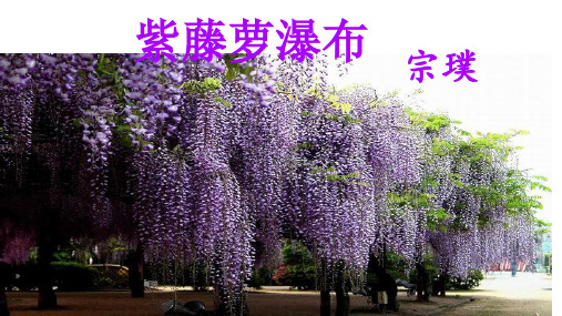 《紫藤萝瀑布》ppt课件