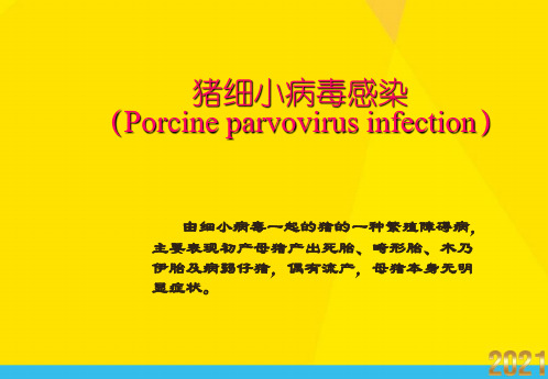 猪细小病毒感染(Porcine parvovirus infection)优秀文档