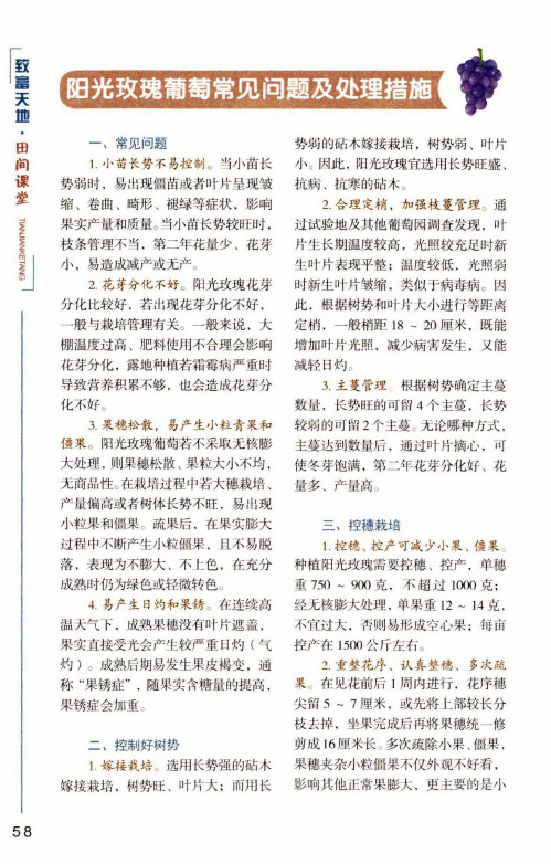 阳光玫瑰葡萄常见问题及处理措施