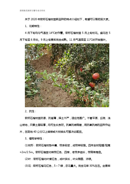 2020新品种软籽石榴苗详细介绍