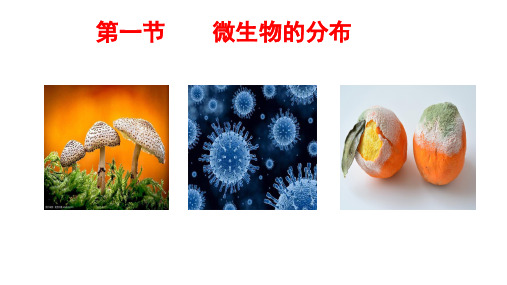 第一节微生物的分布2024-2025学年人教版生物七年级上册