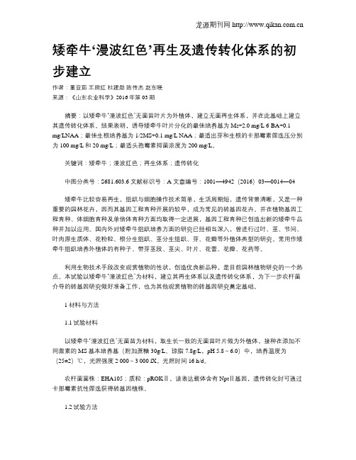 矮牵牛‘漫波红色’再生及遗传转化体系的初步建立