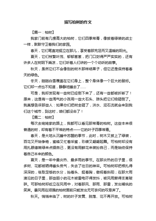 描写柏树的作文8篇