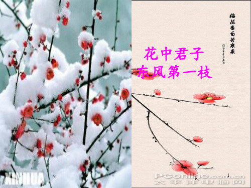 梅花 王安石 ppt课件