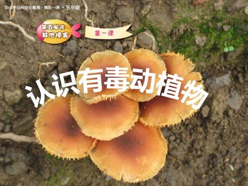 五年级