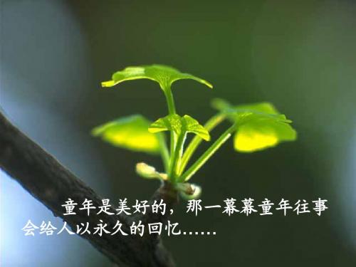 7桂花雨修改后