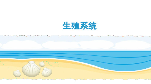 生殖系统PPT课件