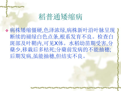 稻普通矮缩病 农业植物病理学 课件