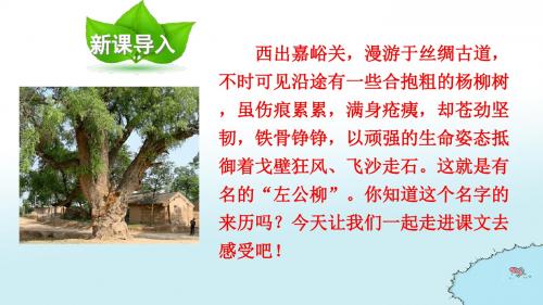 22 左公柳