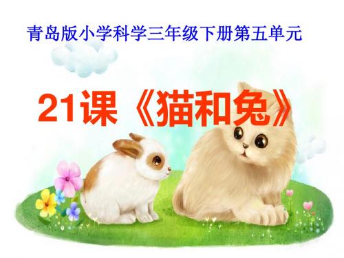 《猫和兔》优质课课件