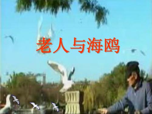 21.老人与海鸥
