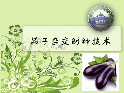 茄子杂交制种技术