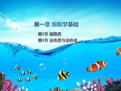 5.细胞核 染色质与染色体PPT