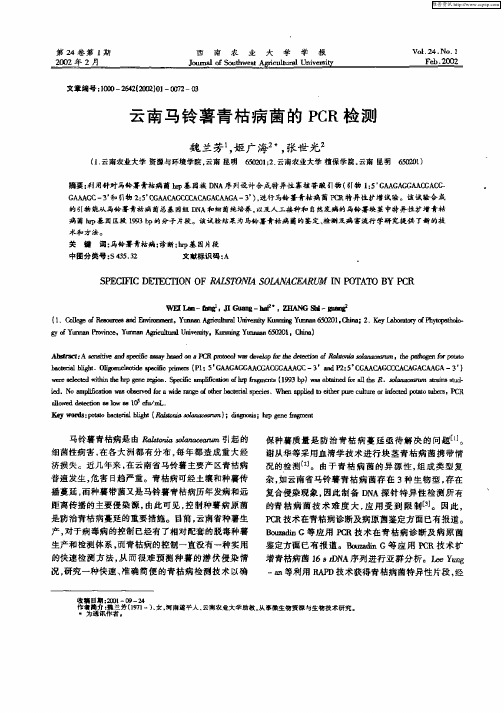 云南马铃薯青枯病菌的PCR检测