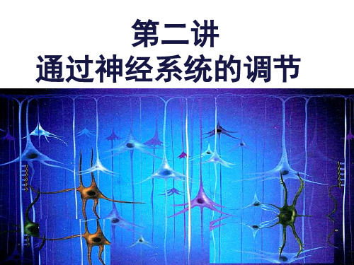 神经调节-一轮复习(课堂PPT)