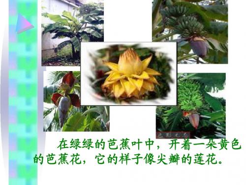 20芭蕉花