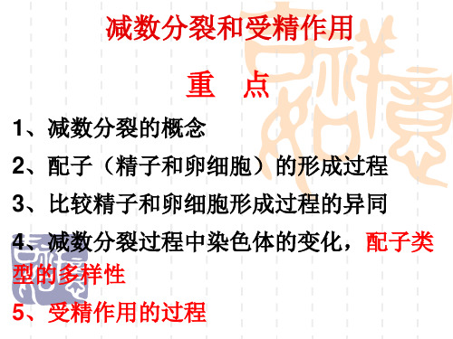 高中生物 减数分裂和受精作用.ppt