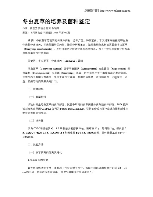 冬虫夏草的培养及菌种鉴定