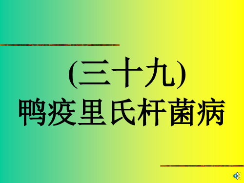 鸭疫里氏杆菌病