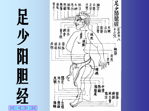 经胳学：足少阳胆经