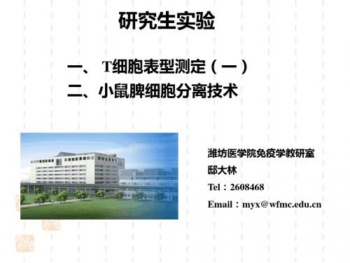 T细胞表型及脾细胞分离