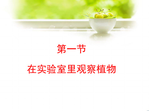 冀少儿版七年级上册生物：第一节 在实验室里观察植物