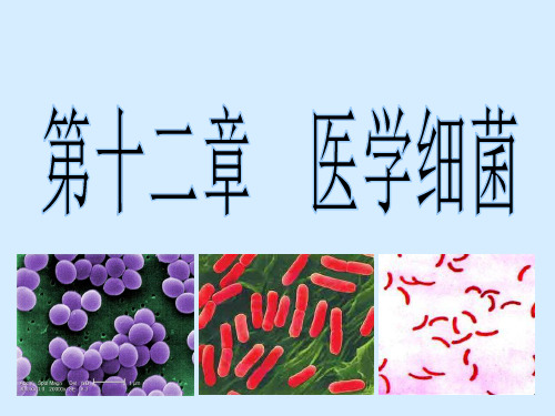 微生物 医学细菌