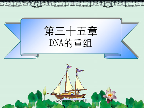 DNA的复制、修复和重组