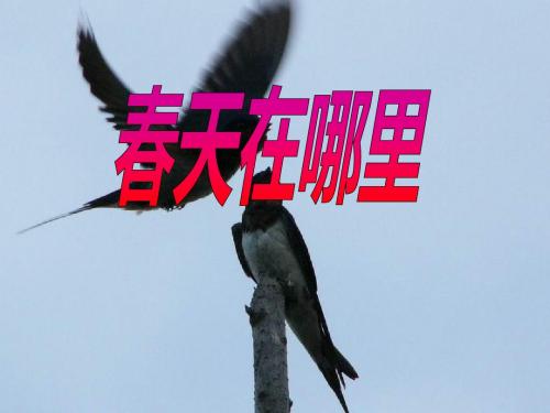 湘教版语文二下《春天在哪里》PPT教学课件
