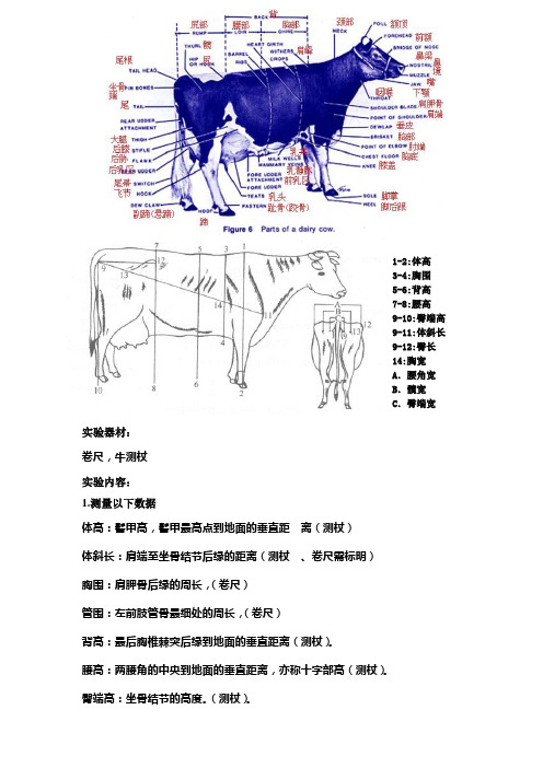 牛的体型外貌评定