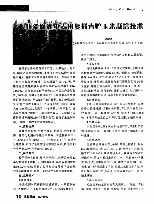 北疆滴灌小麦田复播青贮玉米栽培技术