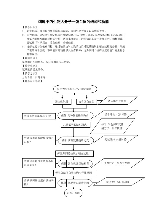 蛋白质结构和功能教案
