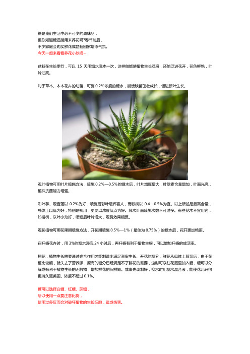 ATAGO(爱拓)便携式数显糖度仪告诉您,糖真的可以养花