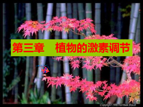 人教版教学课件植物激素调节二轮金品复习课件